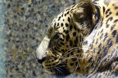 Close-up of a cat looking away