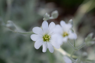 Close-up of white flowering plant