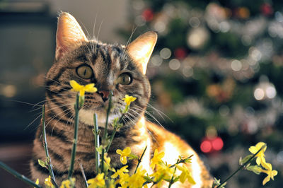 Close-up of cat on flower