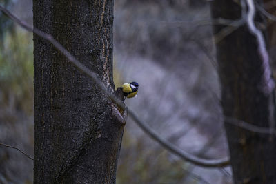 Close-up of bird perching on tree trunk