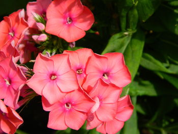 Close-up of pink cosmos blooming outdoors