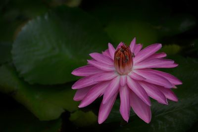 Close-up of insect on pink flower