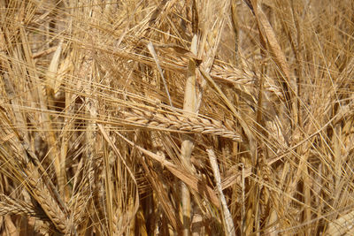 Wheat field