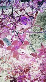 Low angle view of pink flowers blooming on tree