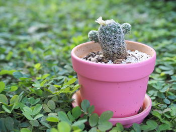 Close-up of potted plant