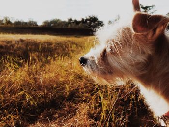 Close-up of dog on field against sky