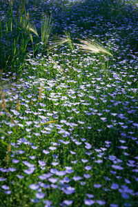 Close-up of purple flowering plants on field