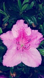 Close-up of pink flower