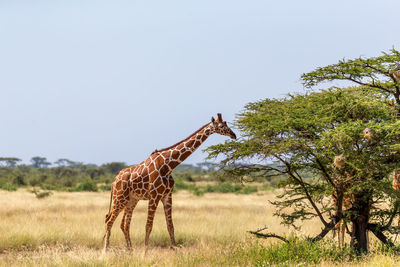 Giraffe standing on field against sky