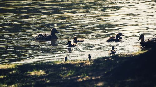 Swans swimming in lake