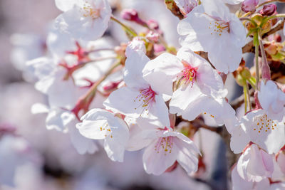 Close-up of cherry blossom