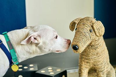 Close-up of dog looking away