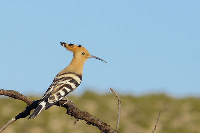 Low angle view of bird perching on tree