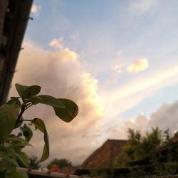 Low angle view of plant against sky