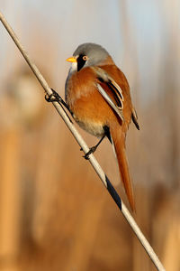 Close-up of bird perching on twig