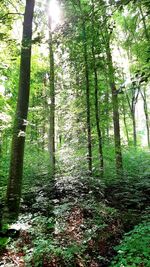 Trees growing in forest