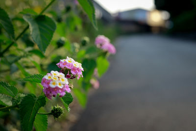 Close-up of pink flowers