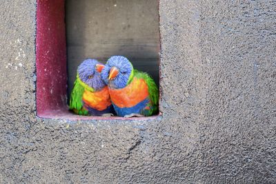 High angle view of parrot perching on wall