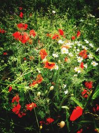 High angle view of flowering plants on field