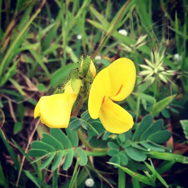 yellow, flower, petal, growth, fragility, freshness, close-up, plant, green color, flower head, focus on foreground, beauty in nature, field, nature, grass, day, no people, high angle view, outdoors, blooming