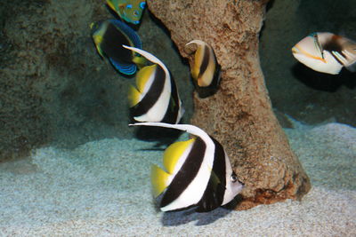 Close-up of fish swimming in sea