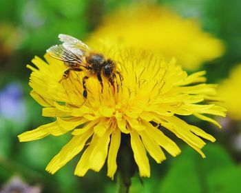Close-up of bee pollinating flower