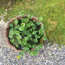 High angle view of fresh green plants on field