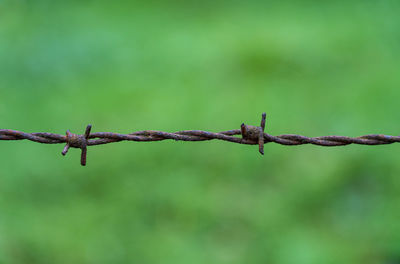 Close-up of barbed wire fence