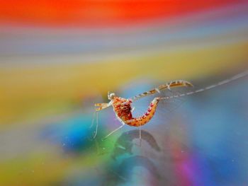 Close-up of bug on multi colored table