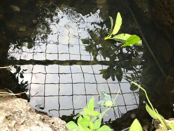 Low angle view of green tree