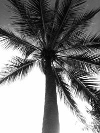 Low angle view of palm trees