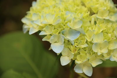 Close-up of yellow flowers