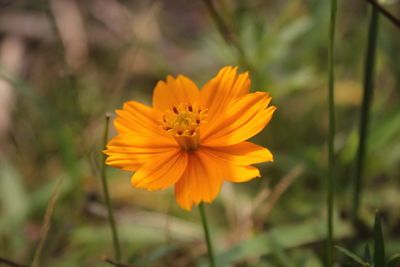 Close-up of yellow cosmos flower