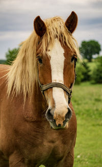 Close-up of a horse in the field