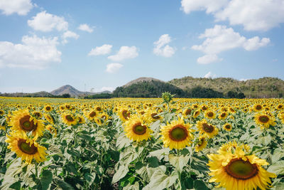 Scenic view of yellow sunflower field against sunny blue sky