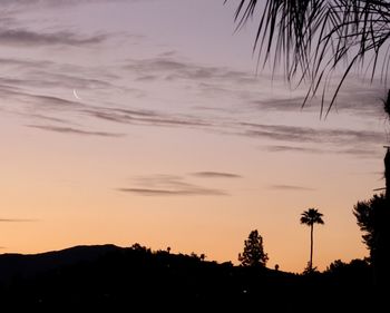 Silhouette trees against sky during sunset