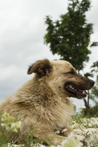 Close-up of a dog looking away