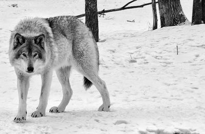 Portrait of wolf standing on snow covered field
