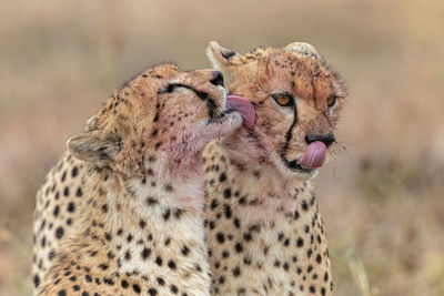 Cheetah in masai mara national reserve