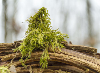 Close-up of pine tree