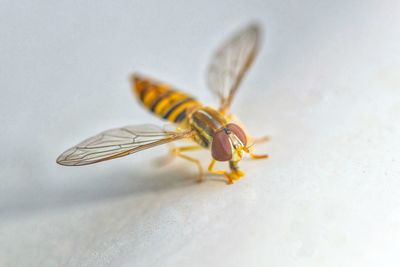 Close-up of bee