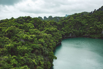 Scenic view of river amidst trees in forest against sky