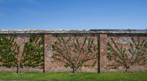 Espalier trees growing against brick wall