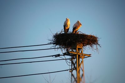 Low angle view of birds perching on nest against sky