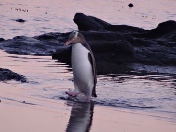 Bird swimming in sea