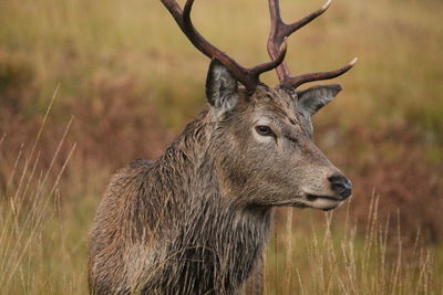 Deer in a field