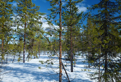 Trees by lake in forest against blue sky