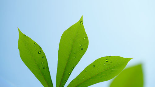 Close-up of leaves against clear blue sky