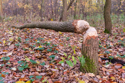 Autumn leaves on tree trunk in forest