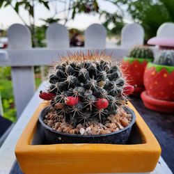 Close-up of succulent plant in pot